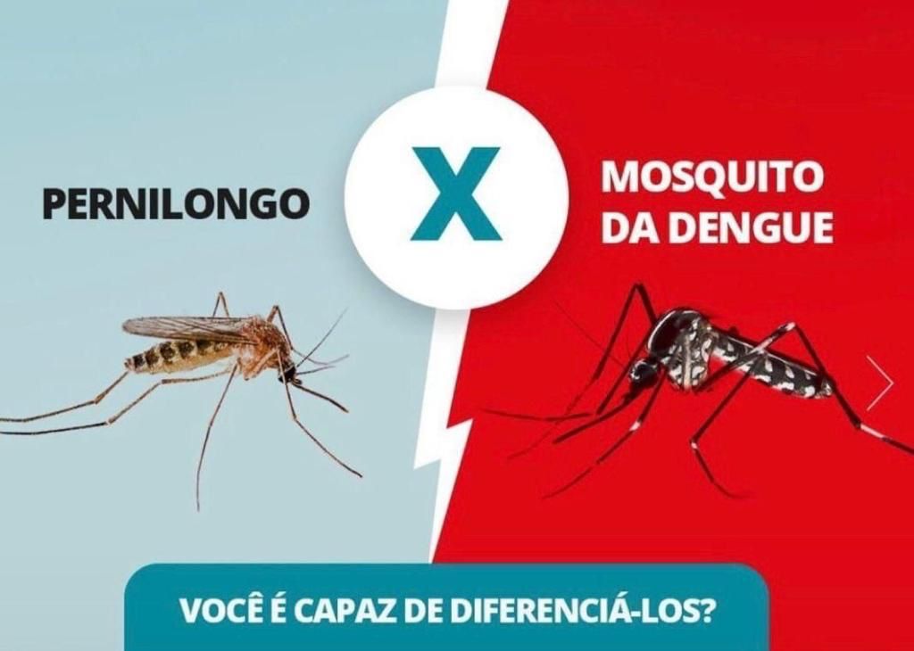 DENGUE: Saiba mais sobre o mosquito transmissor da doença
